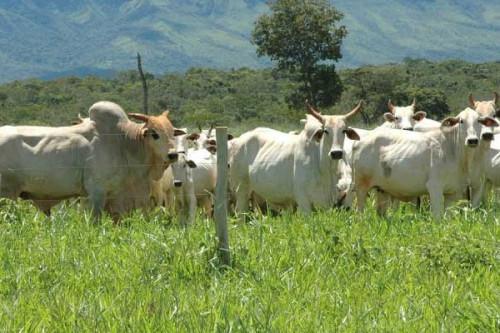 Cameroon: Upcoming flooding could affect livestock production, ONACC warns