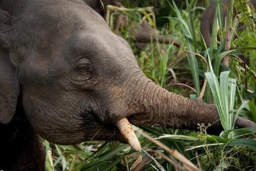 Humanitarian crisis looms as elephants destroy crops, threatening food security in Cameroon