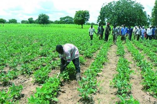 African Fund Fagace supports members of Cameroon’s Chamber of Agriculture