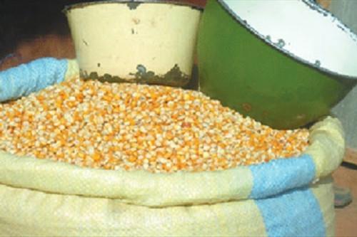 Cameroon exports 500 kilotons of corn every year to CEMAC countries despite massive imports to meet local demand (BMN)