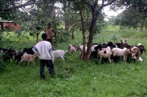 Cameroon : IDB and the Government fund livestock and fisheries development project in the North-West