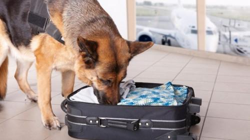 Cameroon Civil Aviation Authority plans to use sniffer dogs at airports