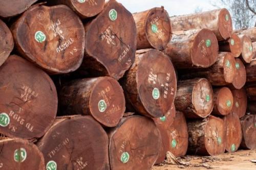 Cemac: Timber export prices up 4.1% QoQ in Q1 2023
