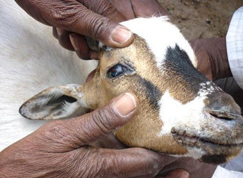 Cameroon : 6 million small ruminants to be vaccinated against rinderpest