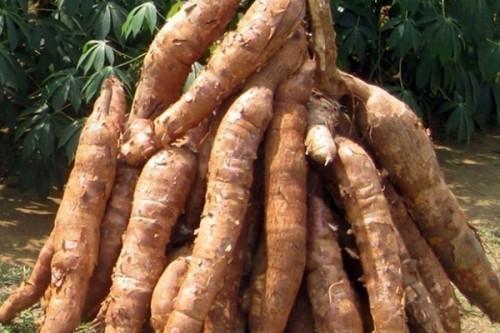 ACFTA: Yaoundé to host a regional forum to improve support in the cassava sector