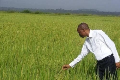 Cameroon to purchase a rice husking unit for farmers in the Northwest