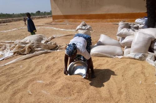 Cameroon: Kuwait pledges CFA13 billion for the rice sector in the Far North