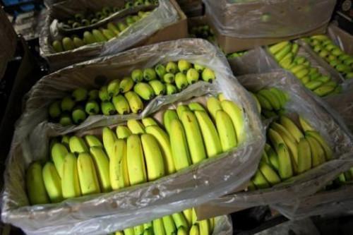 Cameroon: Banana shipments dropped 2,000 tons month-on-month in December 2018