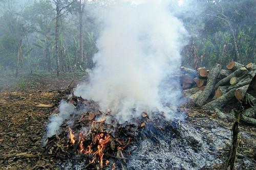 Bush fires destroy more than 375 ha of plantations in the East region