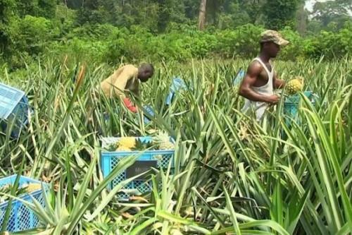 Cameroon: Rising fertilizer prices slowed food crop production in Q1 2022