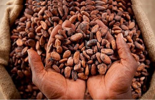 Cameron: Cocoa Valley commits to buying “Golden Cocoa” beans at XF1800 per kilogram