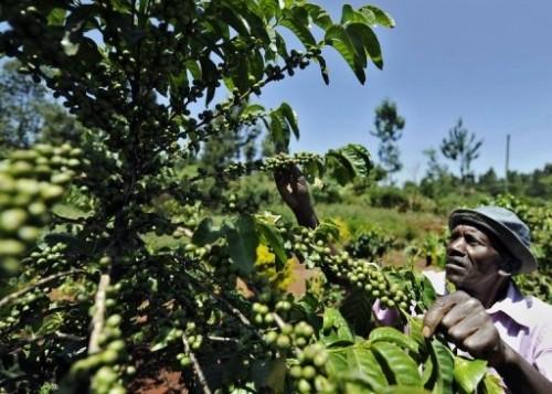 Cameroon: CICC announced 750 million FCfa relief plan for coffee sector