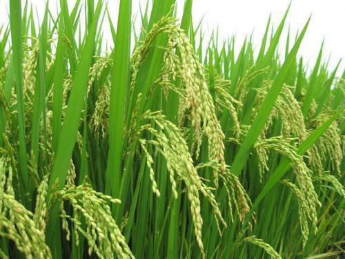 Cameroon : Three rice production agropoles to launch this quarter, in Central region