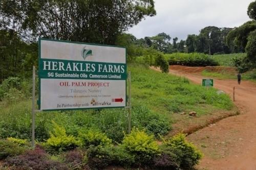 Cameroon: Greenpeace accuses Herakles Farms of illegal felling through a front company