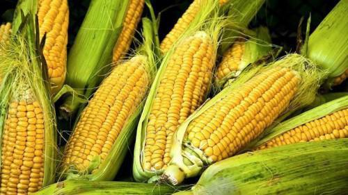 Cameroon: FCfa 3.5 billion investment to produce and process 10,900 tons of maize in Noun