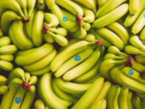 cameroon-exported-17-842-tons-of-banana-in-oct-2021-up-7-3-yoy
