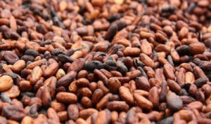 Cameroon’s cocoa processing capacity to be boosted with the commissioning of Atlantic Cocoa’s plants in Kribi