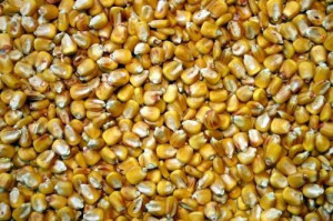 Cameroon distributes 13 tons of improved corn seeds in Lokoundjé