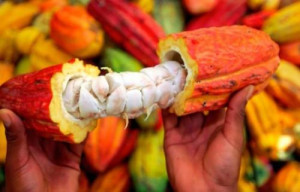 Cameroon launches registration for cocoa quality premium selection for the 2017-2018 season