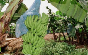 Cameroon’s banana exports dropped by 27,000 tons during S1, 2018 (Assobacam)
