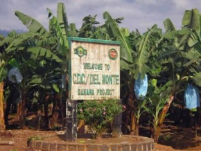 cameroon-banana-production-to-improve-in-q1-2022-spurred-by-cdc-mainly