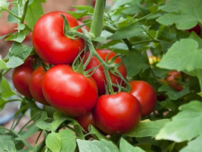 cameroon-delifood-to-pump-cfa4bn-into-a-tomato-processing-plant