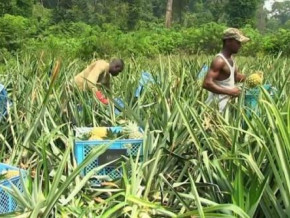 cameroon-rising-fertilizer-prices-slowed-food-crop-production-in-q1-2022