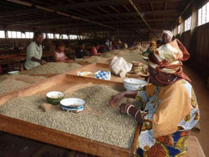 The Cameroonian coffee found its way on nine international markets during the 2016-2017 campaign