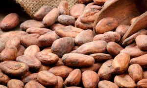 Cocoa farm-gate price once again exceeds CFA1,000 per kg