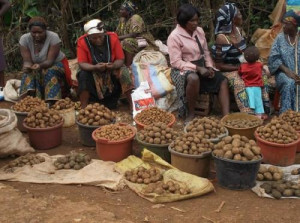 80% of Cameroon’s potato production comes from the West and Northwest (GIZ-Procisa)