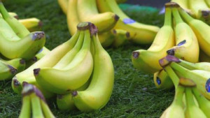 Cameroon: Banana exports up 3,817t in Q1 2019, despite CDC difficulties