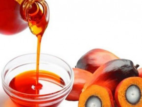 cameroon-exported-657-3-tons-of-palm-oil-in-2022-despite-production-shortfall
