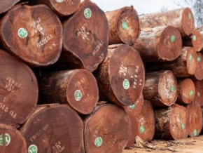 comifac-cracks-down-on-illegal-wood-trafficking-in-central-africa