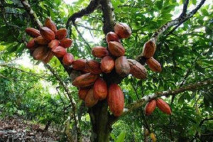 Cameroon cuts cocoa production forecasts for 2020 from 600,000 to 285,000 tons