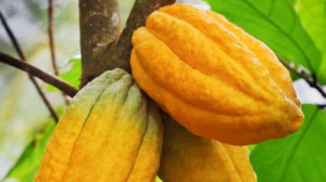 228ha of new cocoa farms expected to be created in the Cameroonian central region under the New Generation Project