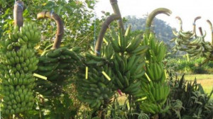 An open letter calling African producers for a fair price of banana to the supermarkets