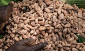 Cameroon: Cocoa price drops to just over XAF900 per kg, after having reached XAF1,000 in October 2018