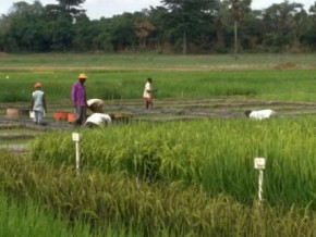 cameroon-rolls-out-plan-to-boost-rice-production-to-750-000-tons-by-2030
