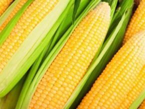 mideno-distributes-12-tons-of-improved-corn-seeds-to-boost-production-in-the-northwest