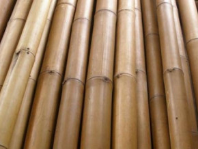 cameroon-govt-sets-a-national-bamboo-development-strategy