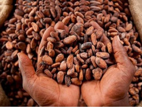 cameron-cocoa-valley-commits-to-buying-golden-cocoa-beans-at-xf1800-per-kilogram