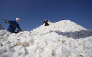 Cameroon: IDB funds 2018-19 Cotton Year with over XAF64bln
