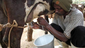 Cameroon: weak genetic performance of cows stagnates dairy production