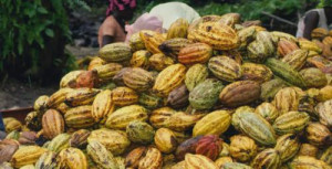Cameroon : Cocoa exporters move from South-west region, fearing insecurity