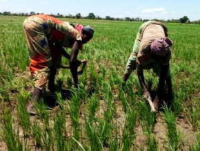 cameroon-govt-to-boost-agricultural-financing-over-the-next-5-years