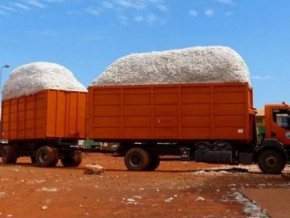 cameroon-cotton-development-corporation-sodecoton-expects-a-13-ktons-season-to-season-rise-in-seed-cotton-production-during-the-2021-2022-campaign