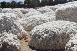 Cemac: Higher cotton output dropped export prices by 7.7% in Q4 2018  