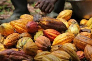 Cameroon: Cocoa farm gate price exceeds XAF1,000 per kg, as wet season approaches  