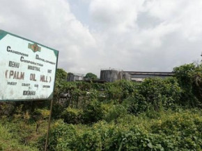 cameroon-state-agribusiness-firm-cdc-resumes-operations-at-the-debundscha-oil-palm-plantation-previously-controlled-by-armed-groups