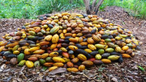 Cameroon’s cocoa exports drop by 10% due to the anglophone crisis